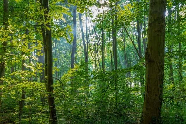 Hyderabad Forest News
